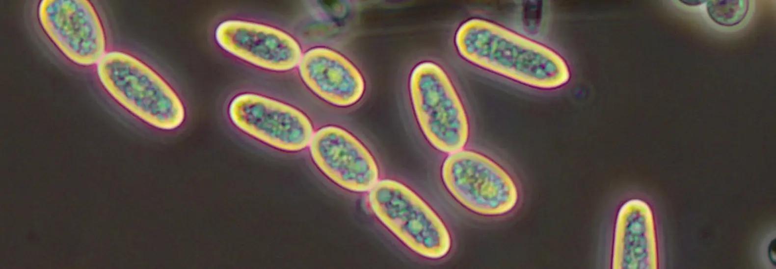 Yeasts